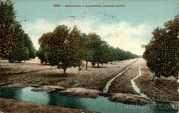 Irrigated-Orchard