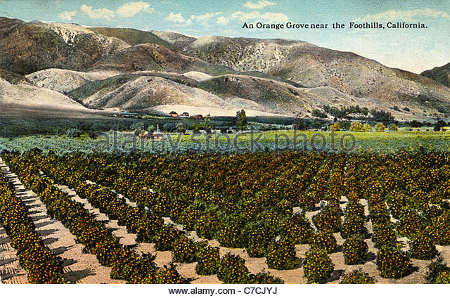 orange-grove-near-the-foothills-california