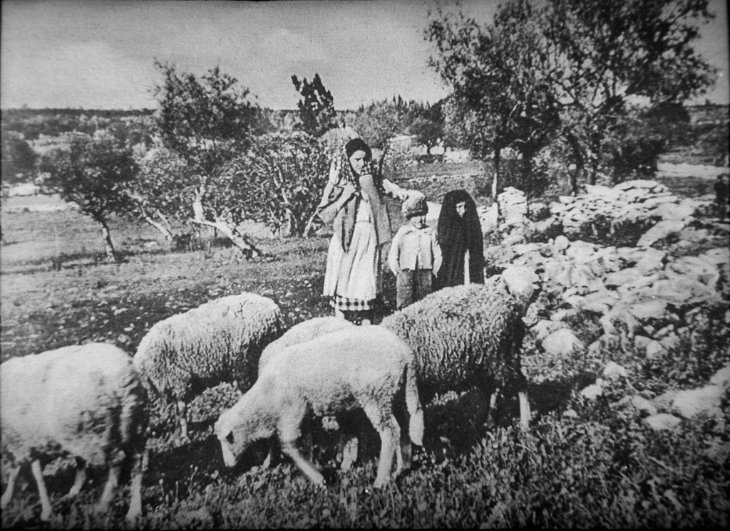 21 - Schafherde auf der Weide