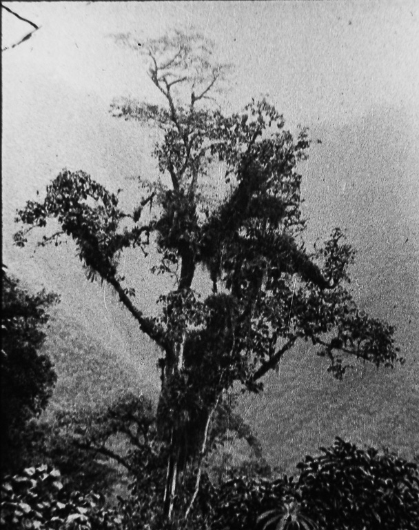 45 - Baum mit Schmarotzerpflanzen